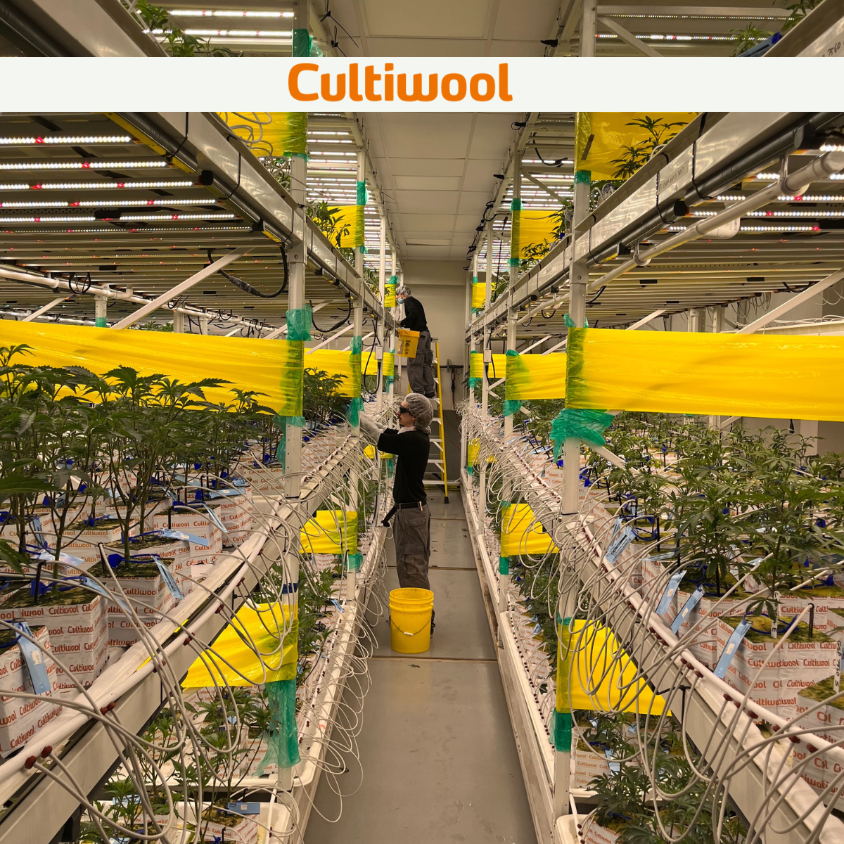 Cultiwool client growing cannabis in a multilayer facility.